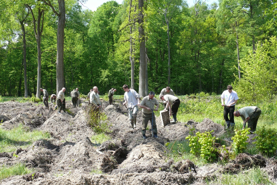 W lasach ruszyły wiosenne prace. Posadzą blisko 13 milionów drzew